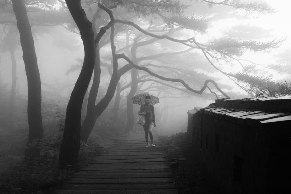 Solitary Misty Forest Walk by Shin Woo Ryu — canvas wall art