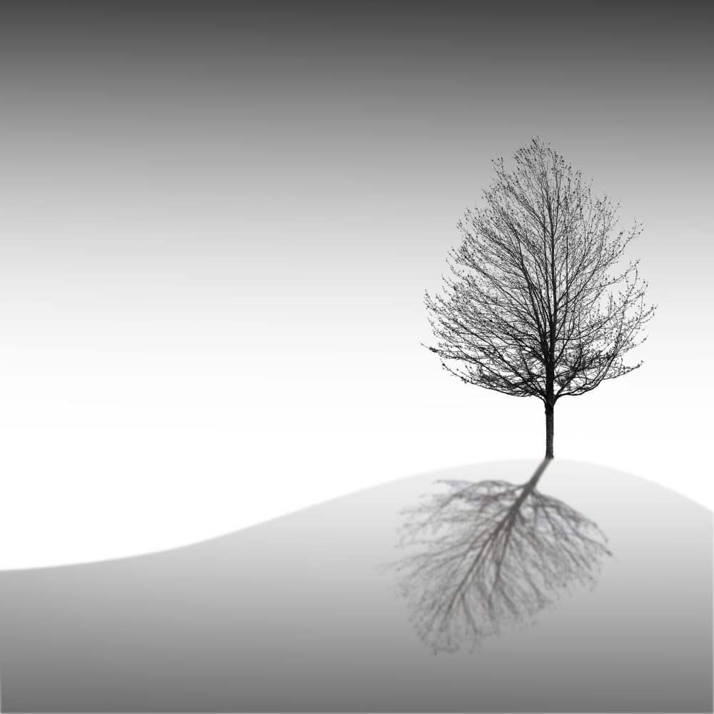 Solitary Tree Reflection by Manu Allicot — canvas wall art