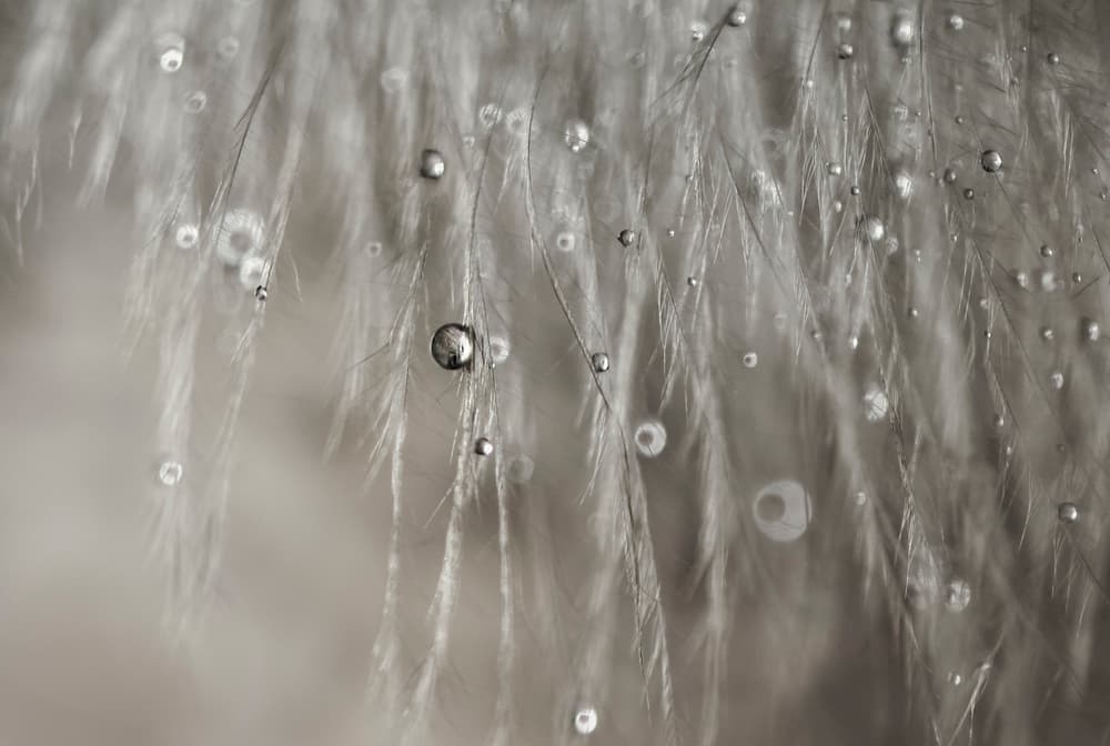 Delicate Feathers with Dew by Ivelina Blagoeva — canvas wall art