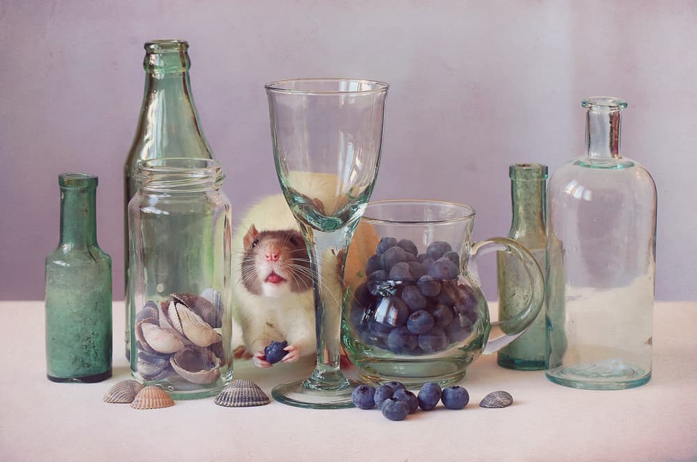 Whimsical Rat With Blueberries by Ellen van Deelen — canvas wall art