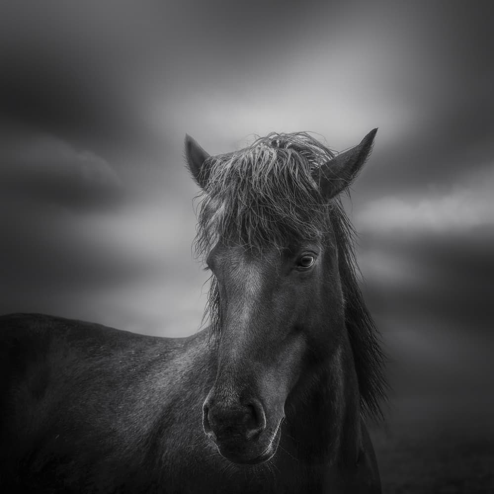 Dark Horse Portrait by joanaduenas — canvas wall art