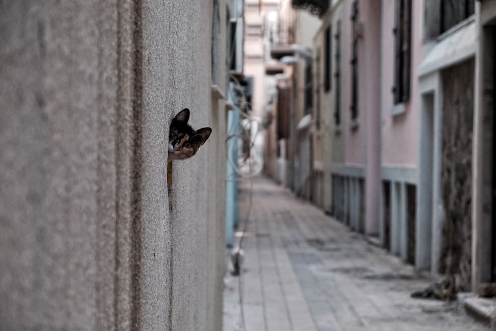 Curious Alley Cat by Ali Ayer — canvas wall art