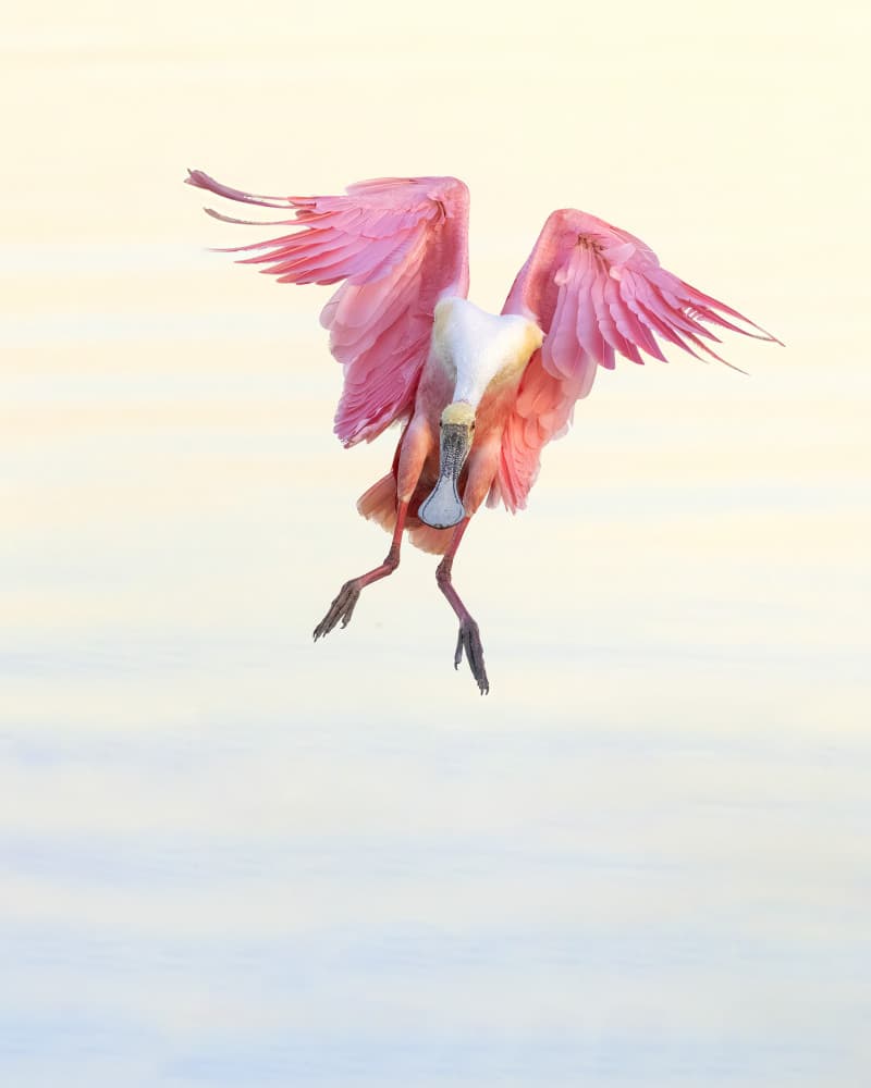 Pink Spoonbill Flight by Amy Marques — canvas wall art