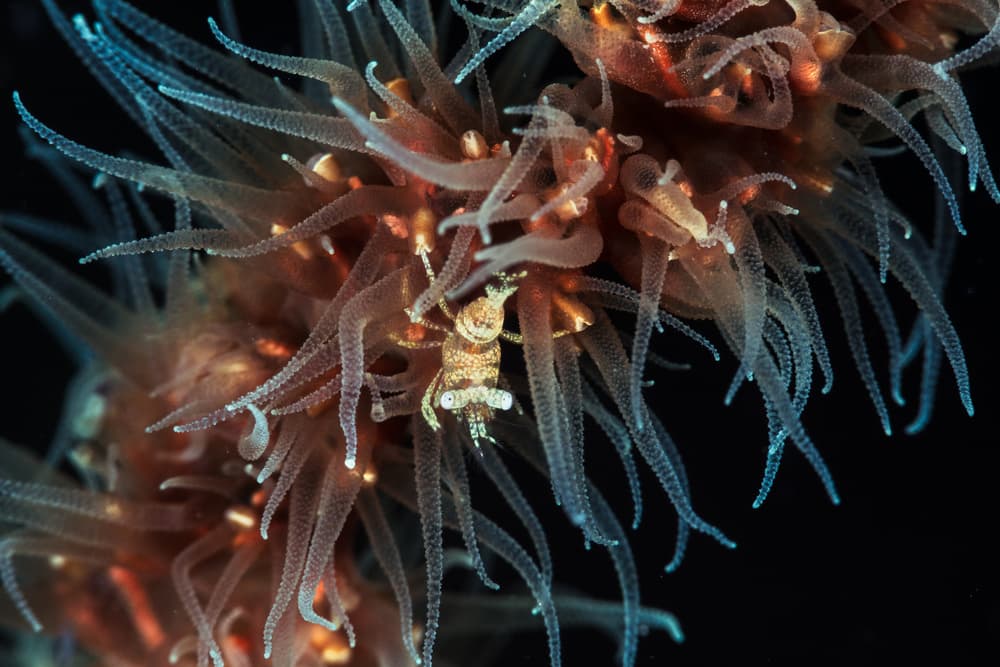 Ghost Shrimp Camouflage by Barathieu Gabriel — canvas wall art