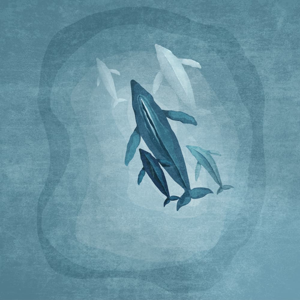 Whale Serenade by Emel Tunaboylu — canvas wall art