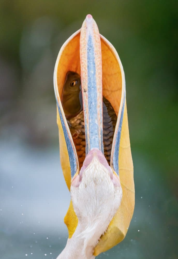 Pelican's Fish Catch by Ahmed Elsheshtawy — canvas wall art