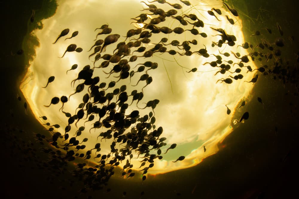 Tadpoles in Golden Light by Andrey Narchuk — canvas wall art