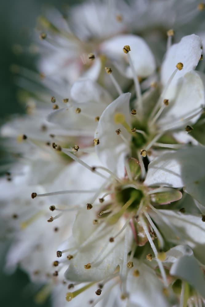 Delicate White Blossoms by Rosana Laiz Blursbyai — canvas wall art