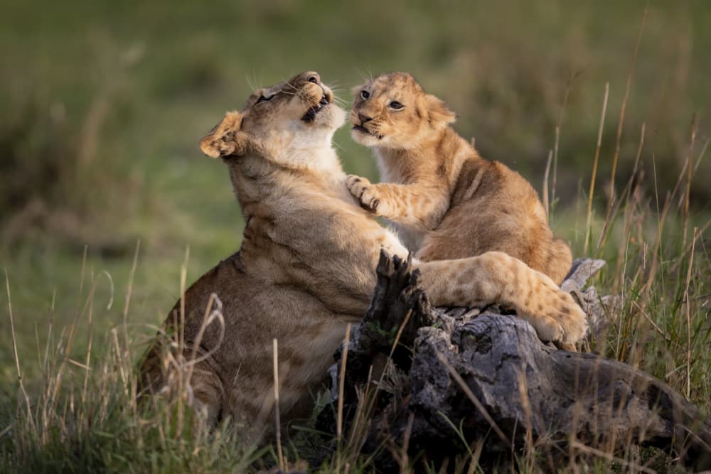 African Lion Cub Love by Roshkumar — canvas wall art