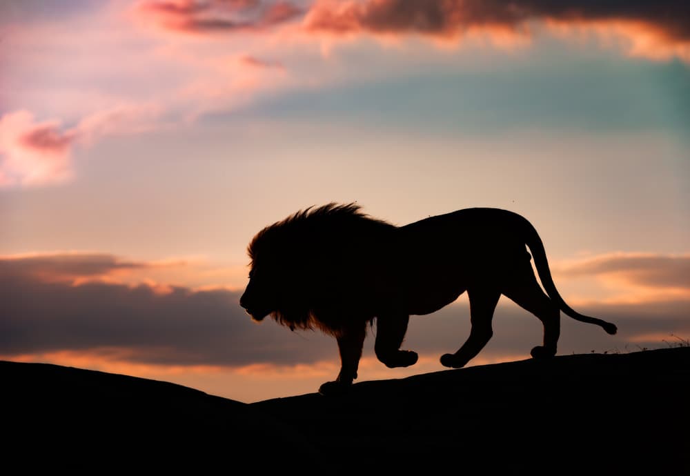 Majestic Lion Sunset by Mario Vigo — canvas wall art