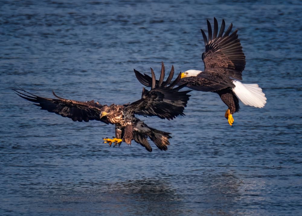Eagles Mid-Air Battle by Hanping Xiao — canvas wall art