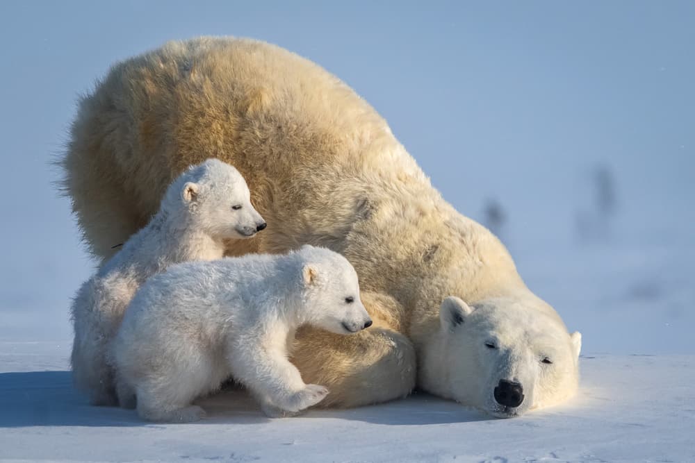 Resting Polar Bear Family by Hung Tsui — canvas wall art