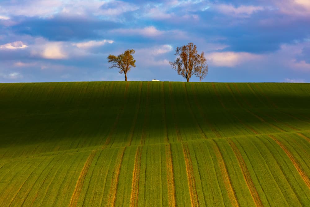 Green Fields Horizon Trees by Peter Hrabinsky — canvas wall art
