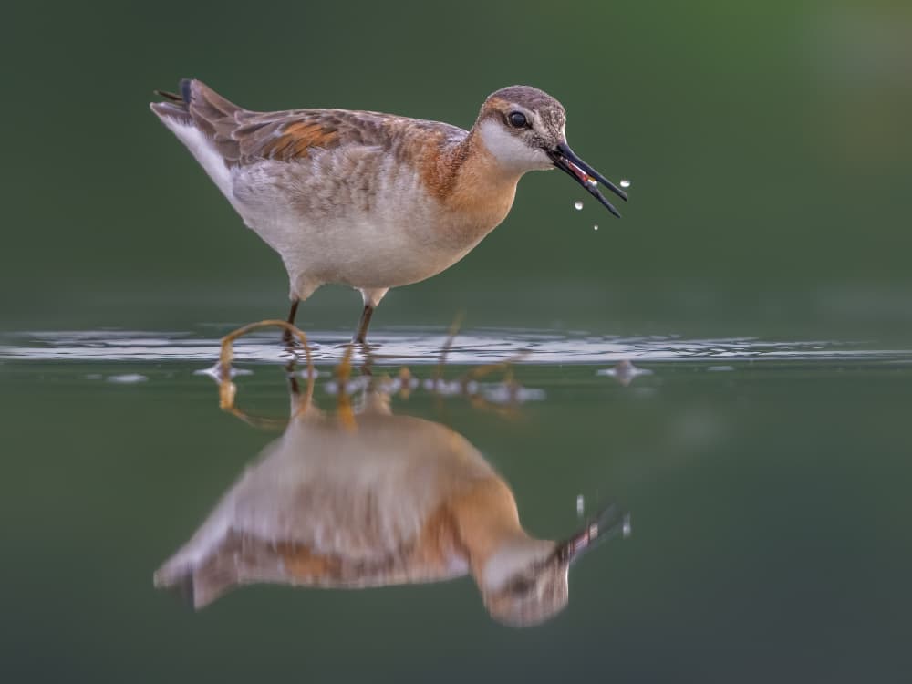 Wading Bird Reflection by Jacob (Jian) Xu — canvas wall art