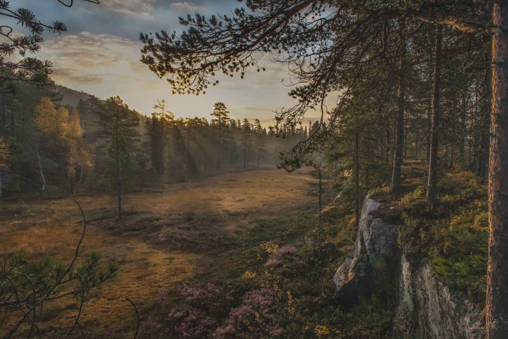 Misty Forest Morning Light by Sven Olav Vahlenkamp — canvas wall art