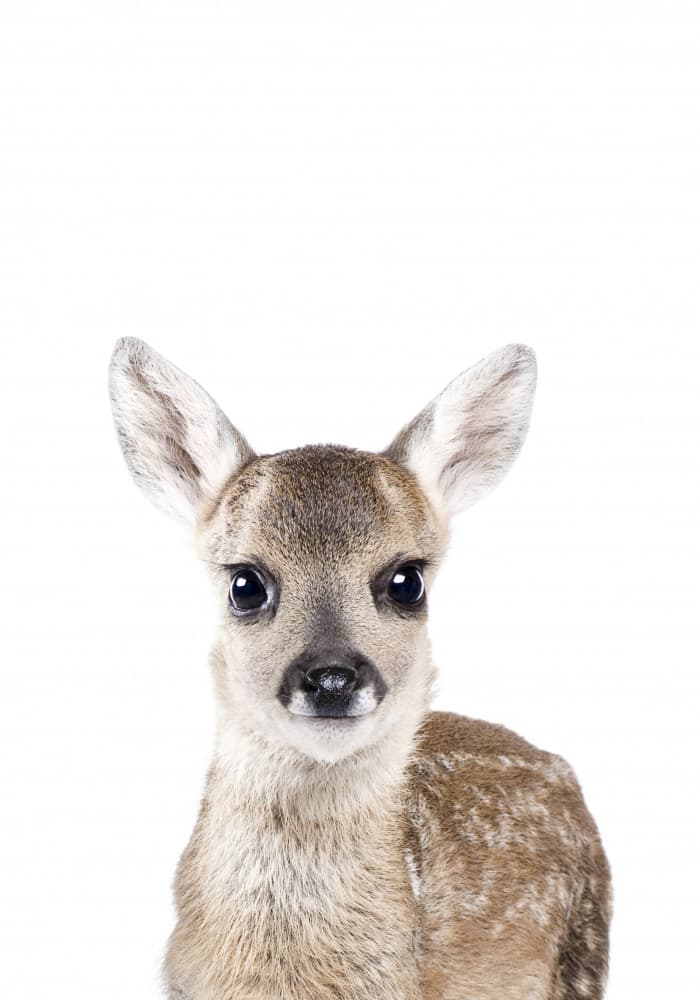 Baby Deer by Kathrin Pienaar — canvas wall art