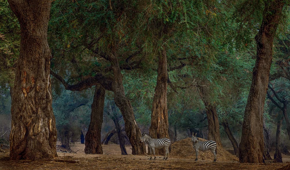 Peaceful Forest Zebras by Jannes Drotsky — canvas wall art
