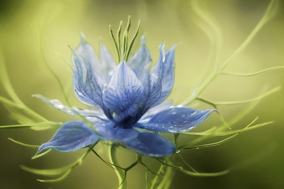 Nigella by Mandy Disher — canvas wall art