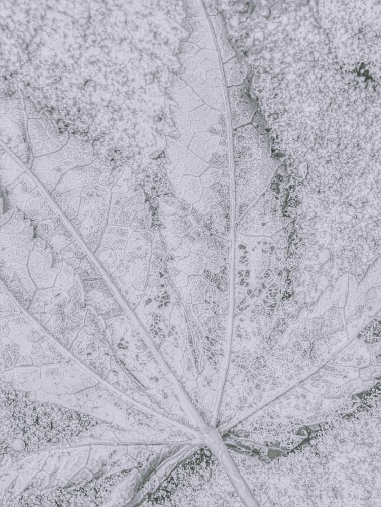 Frosted Leaf Detail by Elizabeth Allen — canvas wall art