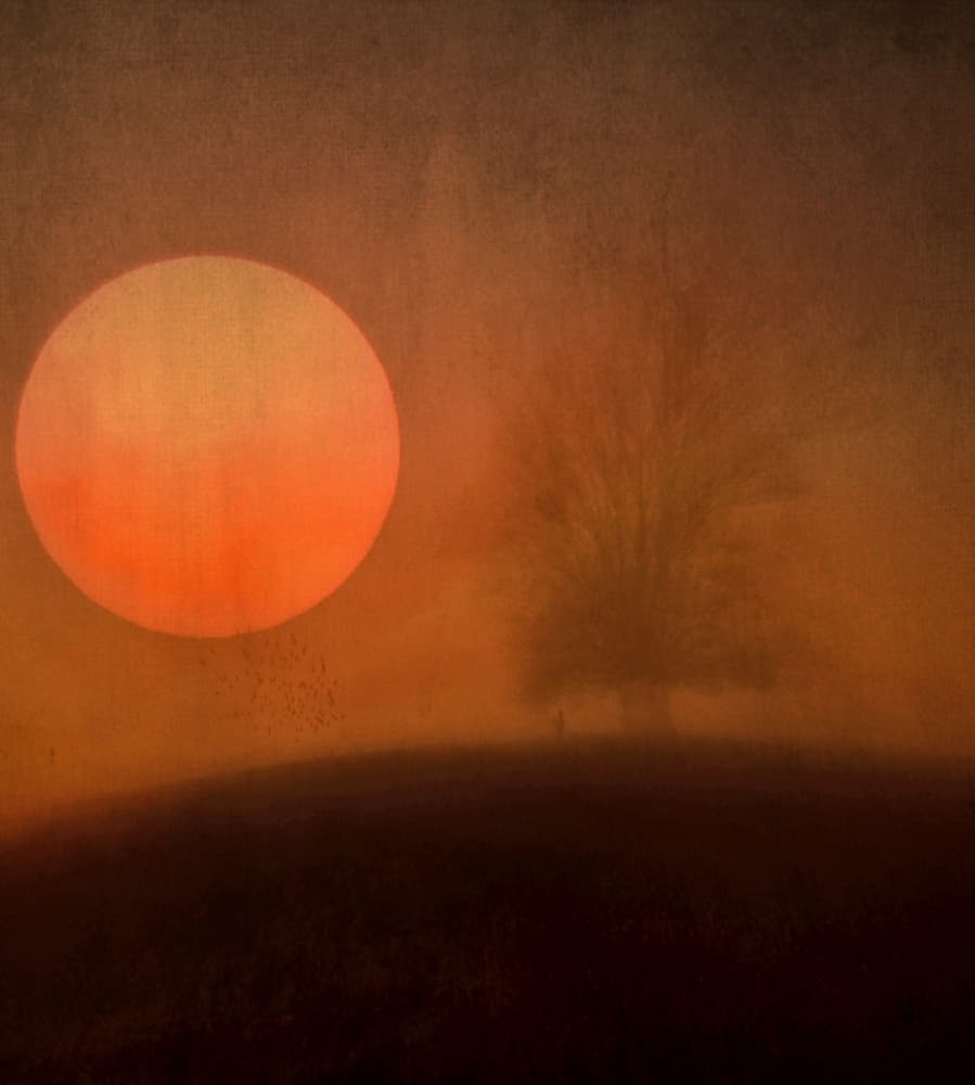 Solitary Tree Sunset by Robert Fabrowski — canvas wall art