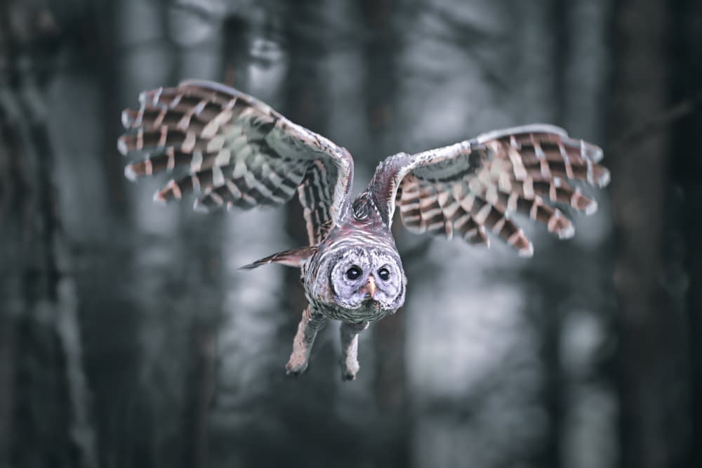 Intense Owl Flight by Rob Li — canvas wall art