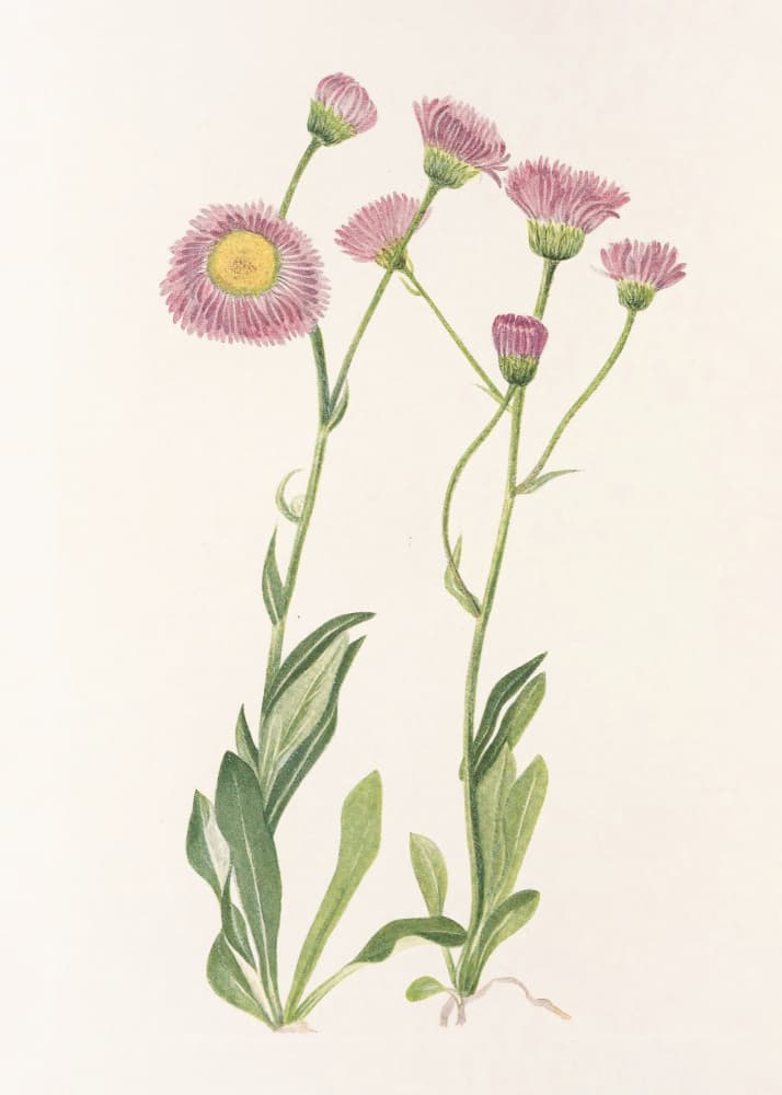 Meadow Fleabane From North American Wildflowers (1925) By Mary Vaux Walcott by Mary Vaux Walcott — canvas wall art