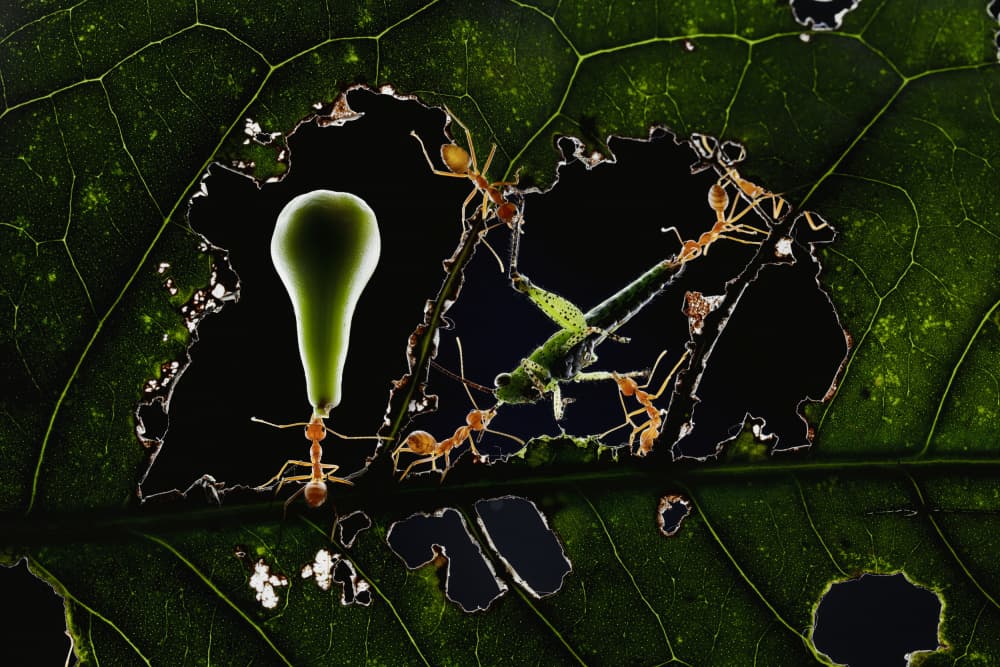 Ants Nature's Struggle by Gatot Herliyanto — canvas wall art