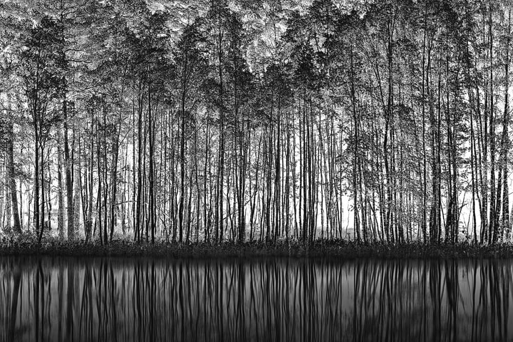 Black White Forest Reflections