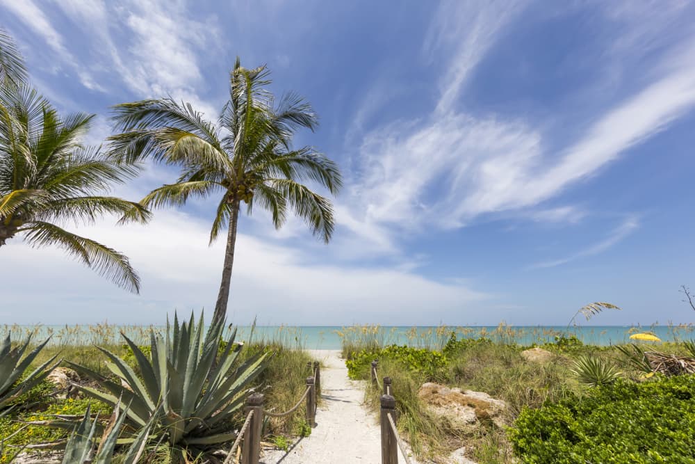 Tropical Beach Path by Melanie Viola — canvas wall art