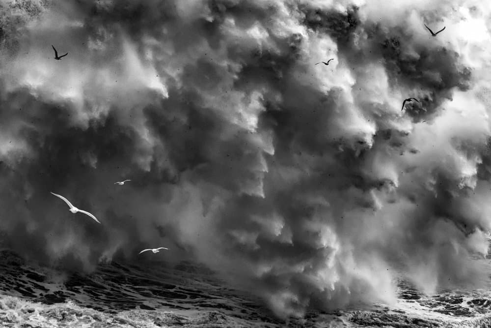 Wild Ocean Birds Flight by Paolo Lazzarotti — canvas wall art