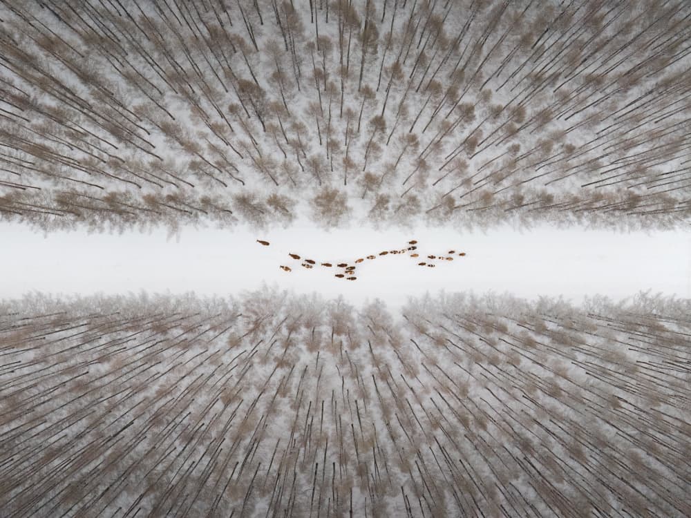 Winter Deer Path by Songlin Xu — canvas wall art