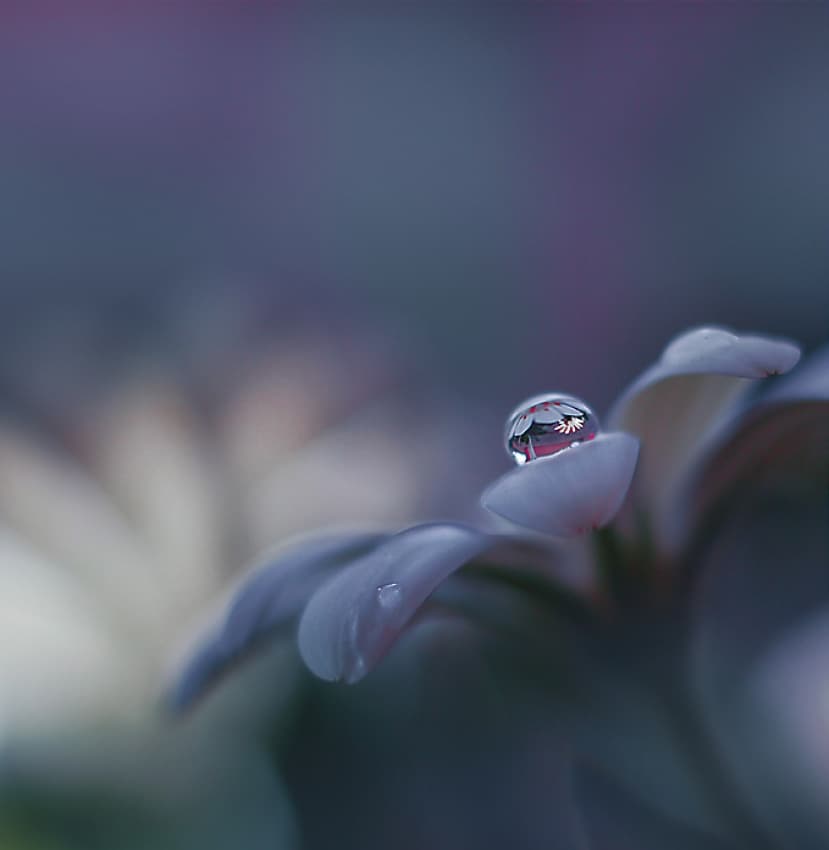 Reflecting Dewdrop Flower by Juliana Nan — canvas wall art