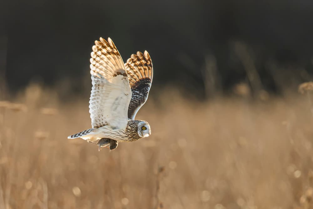 Flying Owl Golden Light by Fion Wong — canvas wall art