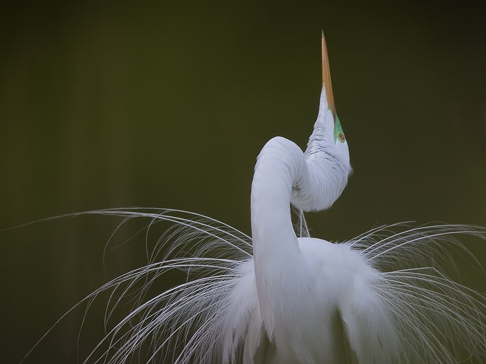 Graceful Egret Display by Fabiola Forns — canvas wall art