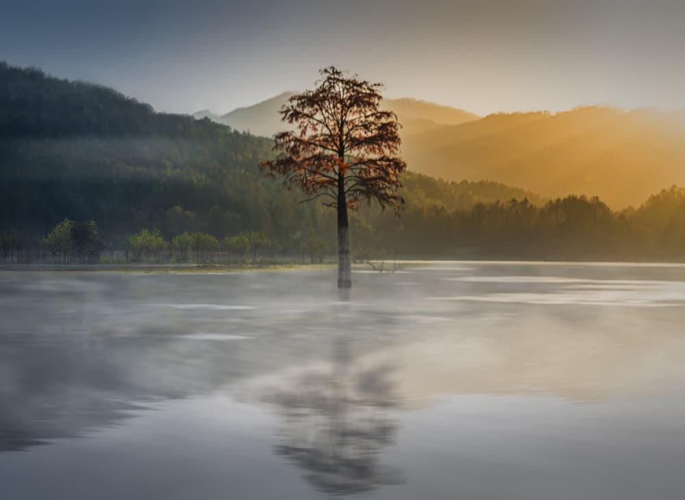 Misty Morning Lake Tree by Frank W. — canvas wall art