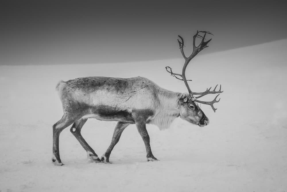 Majestic Winter Reindeer by Giovanni Venier — canvas wall art