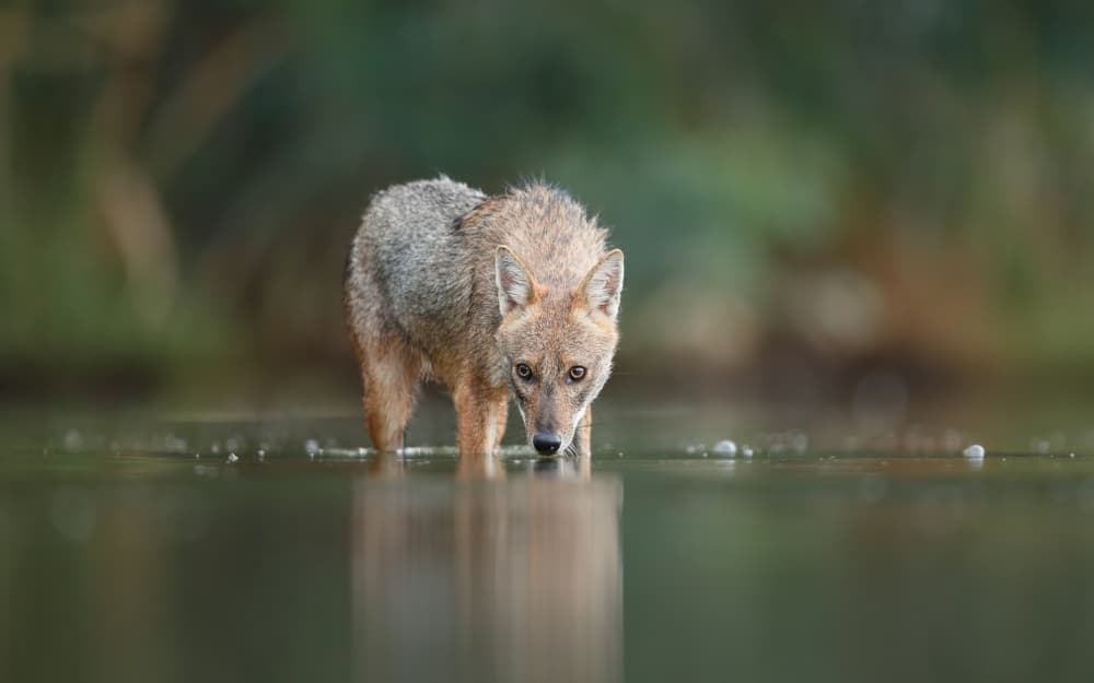Golden Jackal Gaze by Assaf Gavra — canvas wall art