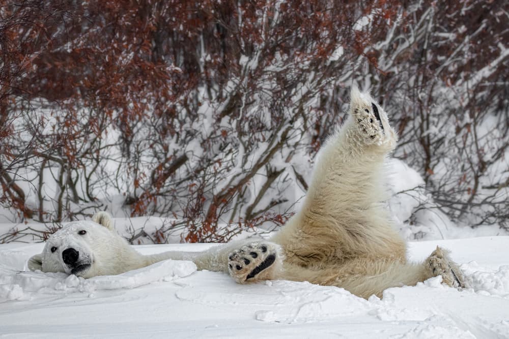 Playful Polar Bear Snow by Alessandro Catta — canvas wall art