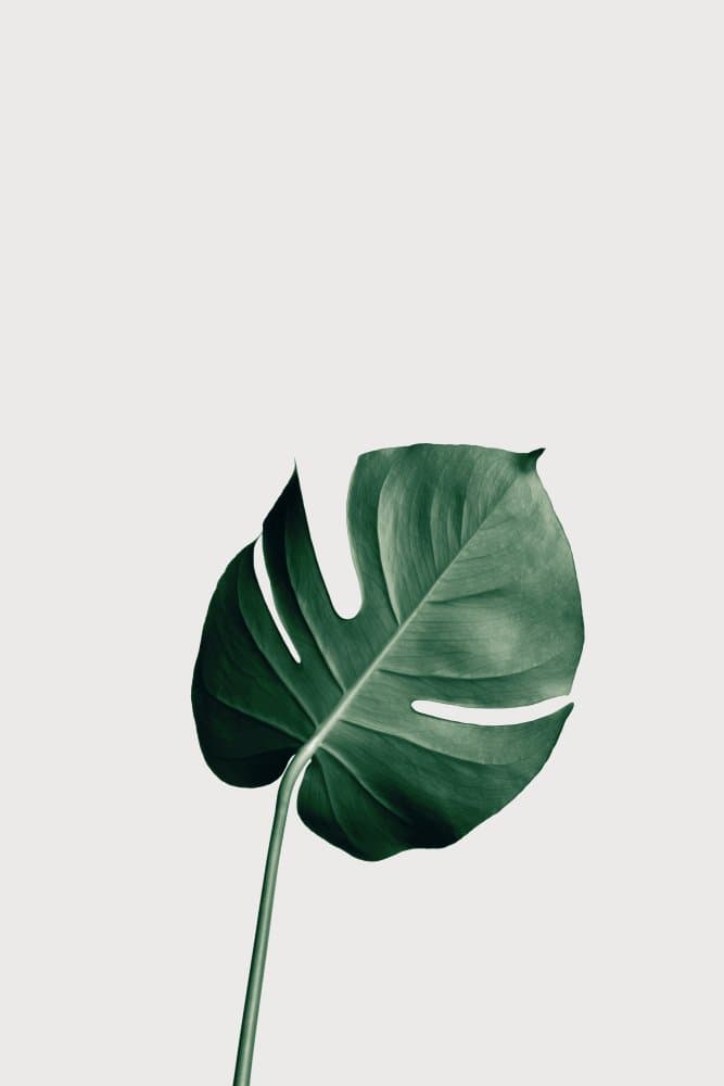 Fresh Monstera Leaf by Pictufy Studio III — canvas wall art
