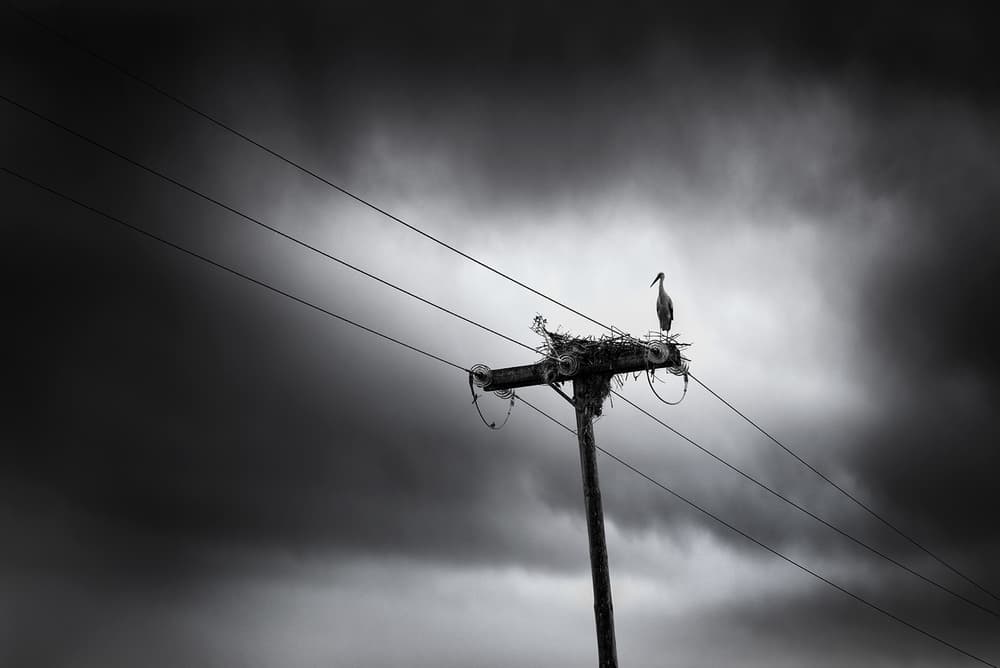 Stork Under Stormy Sky by George Digalakis — canvas wall art
