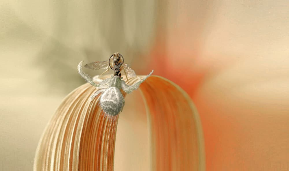 Crab Spider's Capture by Thierry Dufour — canvas wall art