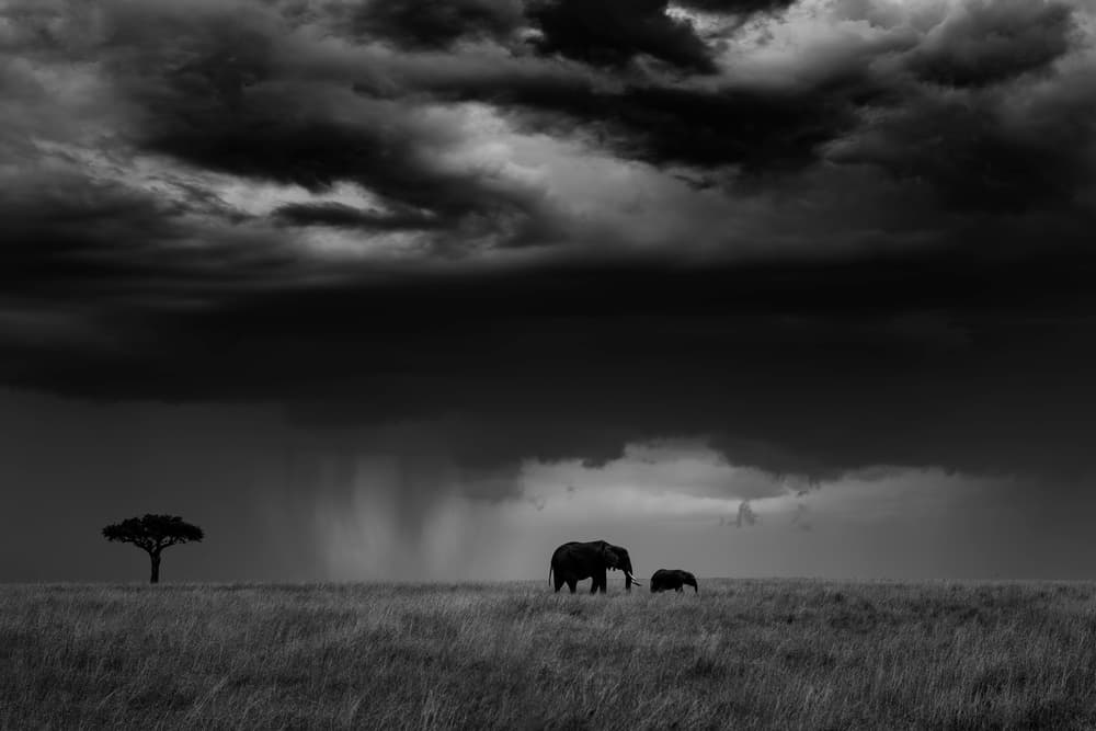 Stormy Savanna Elephants by Mario Vigo — canvas wall art
