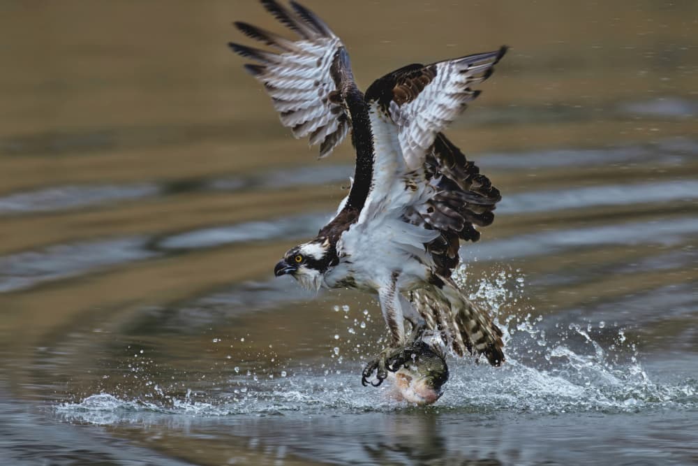 Osprey Catches Fish by Gavin Lam — canvas wall art