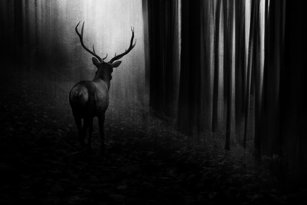 Mysterious Forest Stag by Doris Reindl — canvas wall art