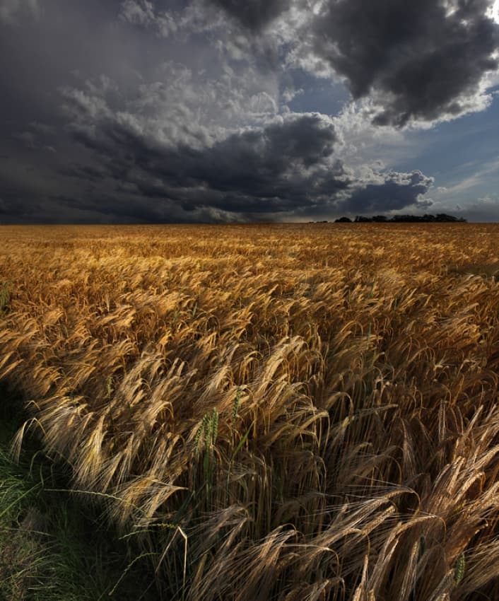 Storm Over Golden Field by Nicolas Schumacher — canvas wall art