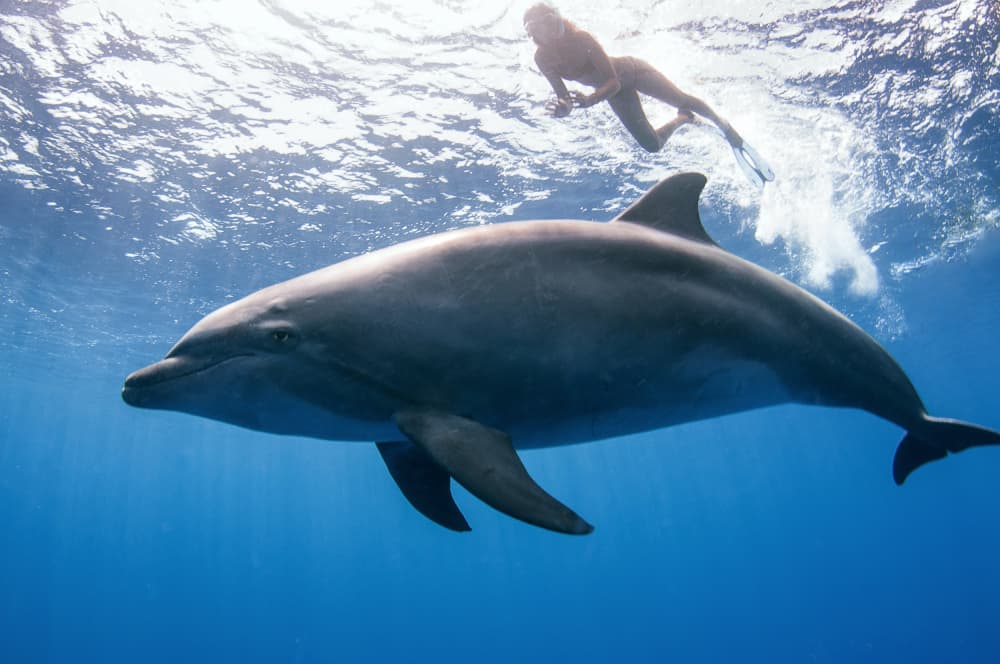 Dolphin and Swimmer by Cédric Péneau — canvas wall art