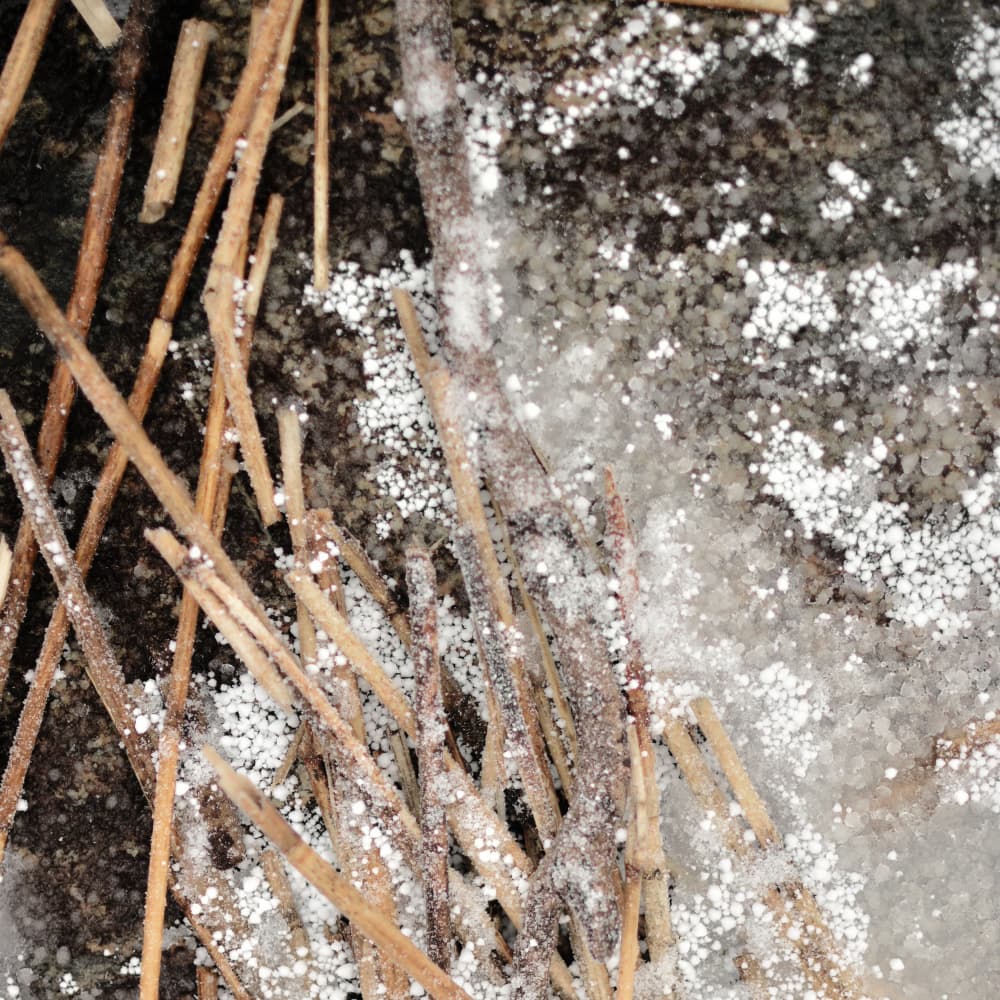 Frosted Pine Needles by Christina Sillen — canvas wall art