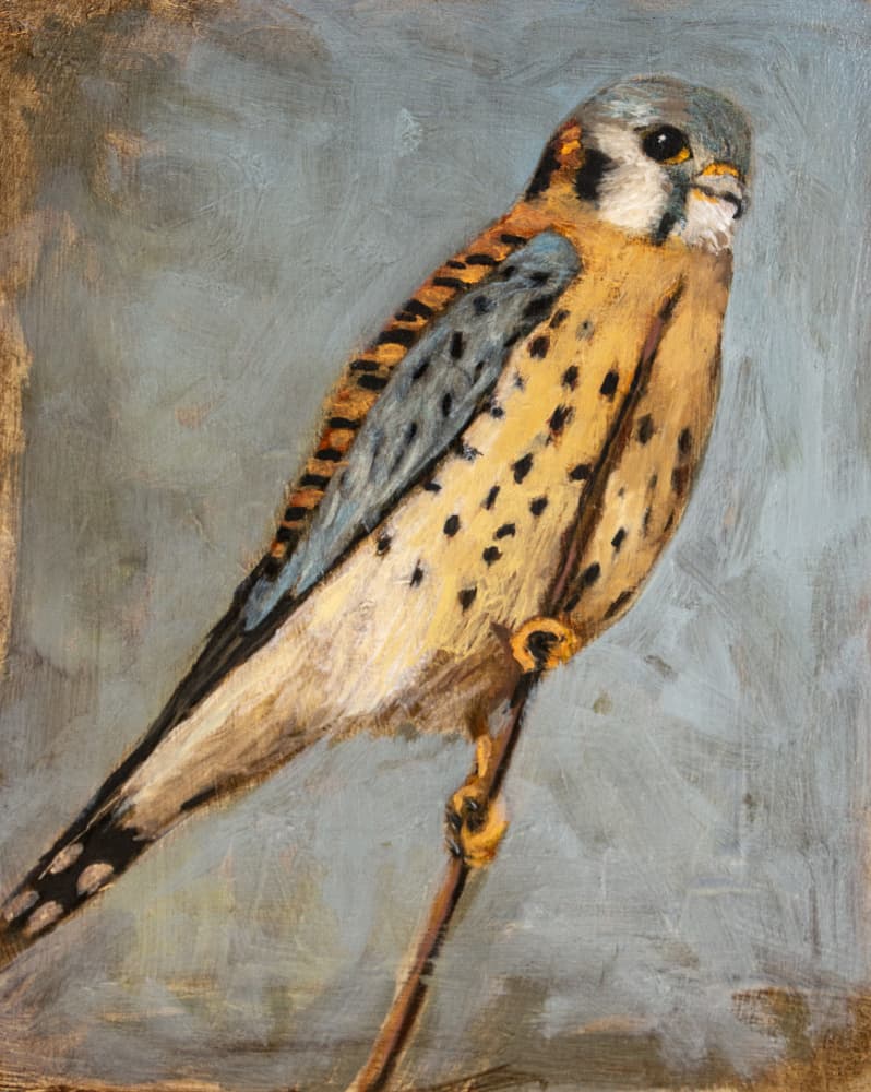 American Kestrel Perched by Claire Lerner — canvas wall art