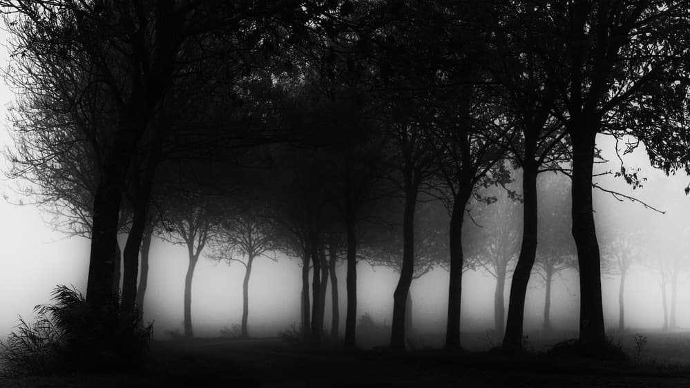 Mysterious Forest Path by Jacob Tuinenga — canvas wall art
