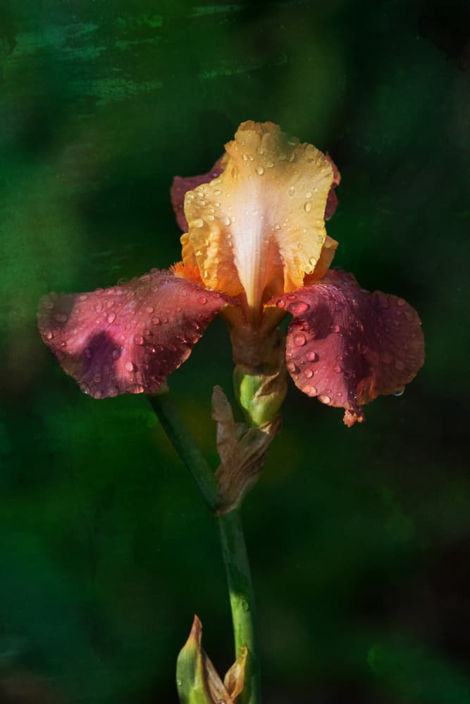 Dew Kissed Iris by Xiang yang Cui — canvas wall art